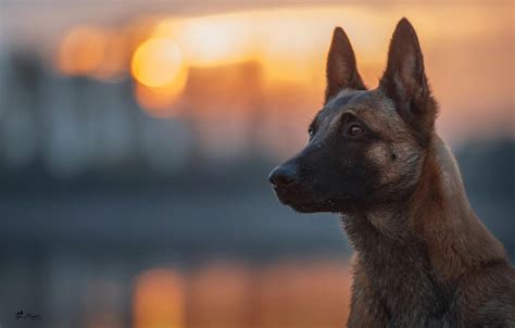 Belgian Malinois Wallpapers Wallpaper Cave