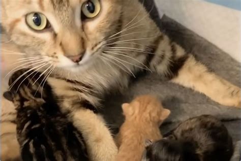 Surprising Blessings Stray Pregnant Cat Finds Loving Dwelling And