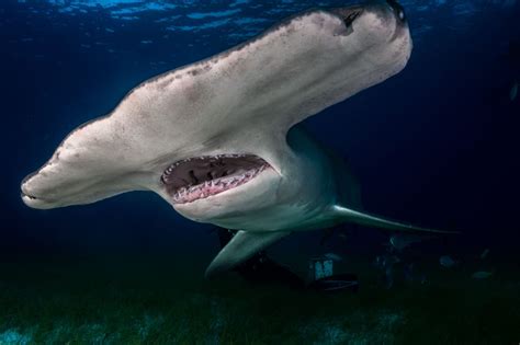 The 10 Largest Sharks In The World