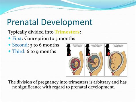 Ppt Prenatal Development Powerpoint Presentation Free Download Id