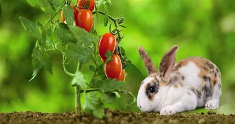 Do Rabbits Eat Tomato Plants Sep My Garden Plant