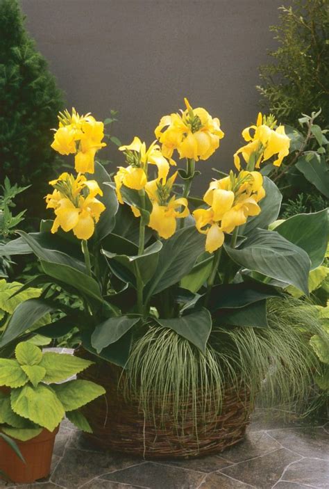 Cannova Yellow Canna Pahl S Market Apple Valley Mn