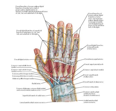 Nerves And Arteries Of Dorsal Hand And Wrist Anatomy Medial