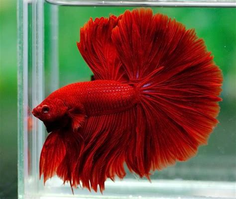 Blood Red Betta Fighter Fish For Sale For Sale Adoption From Mulund
