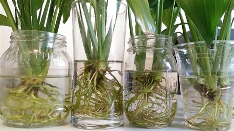 Growing Peace Lily In Water Roots Turn Green Youtube