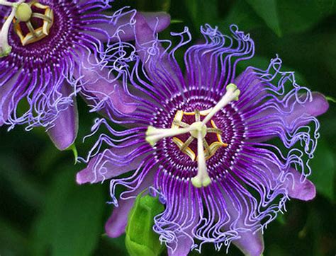 Maypop Passion Flower Seeds Packet Indoor Flowering House Etsy Canada