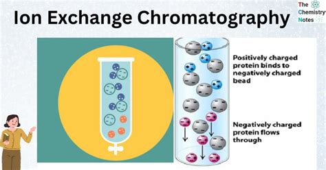 Ion Exchange Chromatography Principle Types Procedure Applications