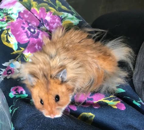 Male Syrian Hamster Comes With Cage And Accessories In Exeter Devon