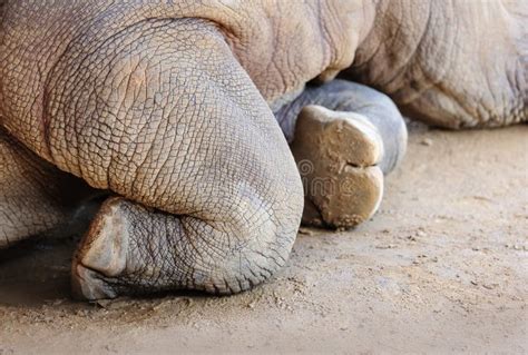 Rhino Legs Stock Photo Image Of Organic Dirty Thick 38834696