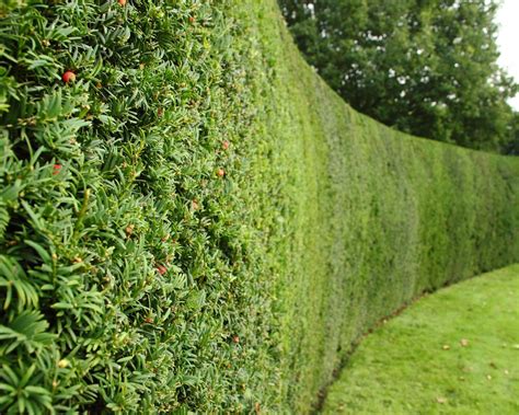 The Best Living Fence Plants According To Experts Gardeningetc