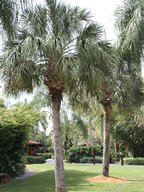 Sabal Palmetto Palm Tree Kens Nursery