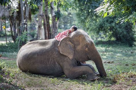 Girl Sleeping On Elephant At Surin Elephant Village Funny Babies