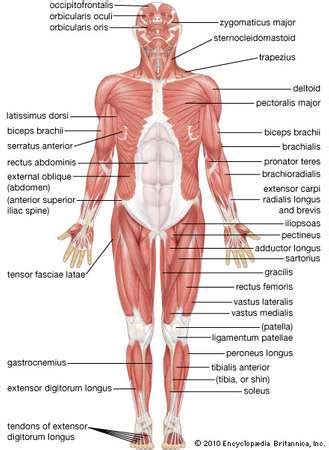 We all have a layer of fatty tissue under our skin, and this softens the look of the underlying muscles. human muscle system | Functions, Diagram, & Facts ...