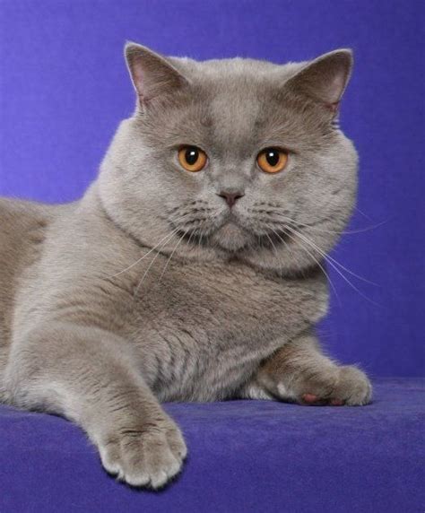 Browse scottish fold kittens for sale & cats for adoption. British Shorthair | Cat scottish fold, British shorthair ...