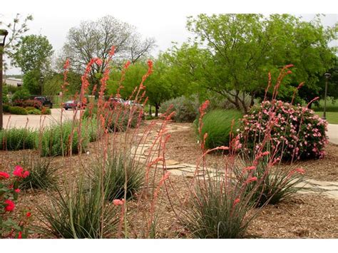 Texas Smartscape Image Gallery Xeriscape Landscaping Xeriscape Front