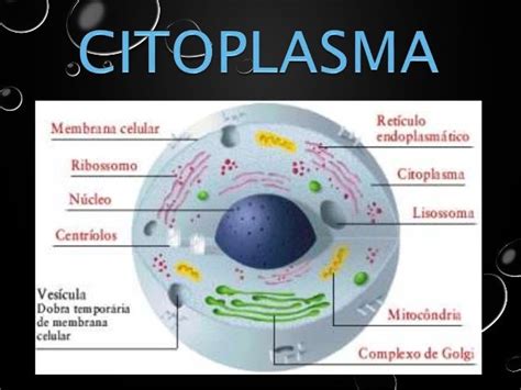 Citoplasma Características Do Citoplasma Biologia Net Mobile Legends