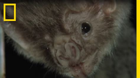 Vampire Bats Biting People National Geographic Youtube