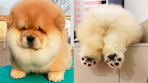 Top 10 Cutest Dog Breeds In The World Ranked Cuteness