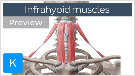 Infrahyoid Muscles Origin Insertion Innervation And Function Preview Human Anatomy