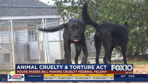 Animal Cruelty And Torture Act House Passes Bill Making Cruelty Felony
