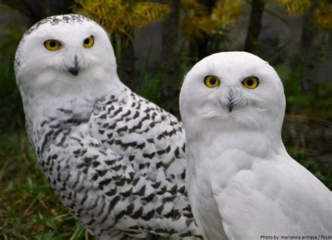 Interesting Facts About Snowy Owls Just Fun Facts