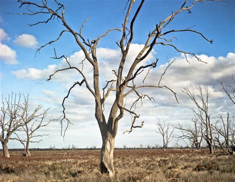 Recent Australian Droughts May Be The Worst In 800 Years Australian