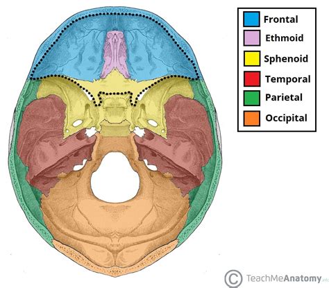 Anterior Cranial Fossa Boundaries Contents Teachmeanatomy