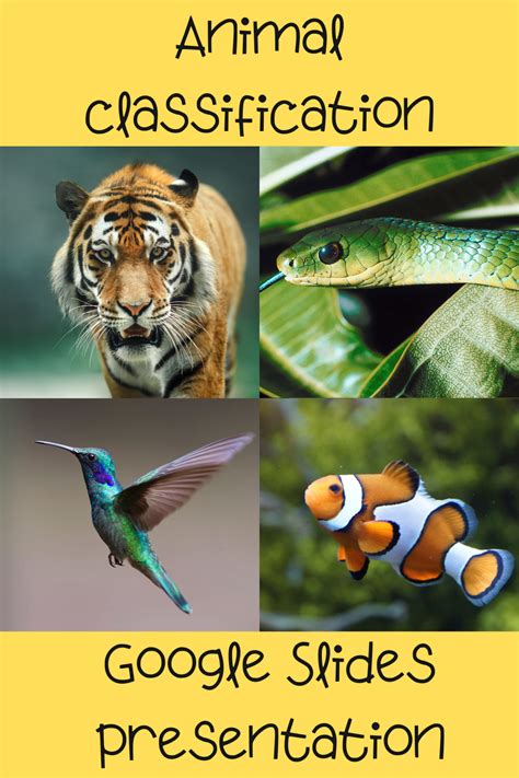 Animal classification Google Slides | Animal classification, Animals ...