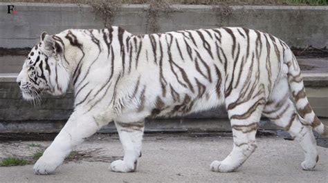 Watch The Cruelty Of Breeding White Tigers World News Firstpost