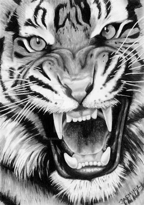 Tiger Roaring Sketch At Explore Collection Of
