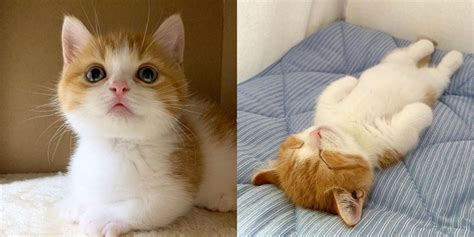 Foto Anak Kucing Ini Tular Kerana Posisi Tidurnya Yang Comel!