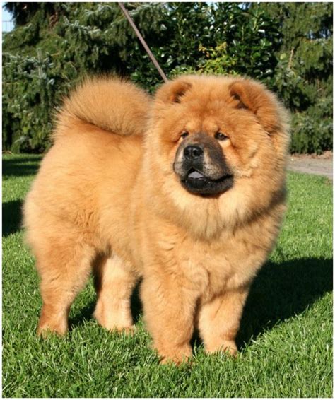 Chow Chow Breeders Facts Pictures Puppies Rescue Temperament