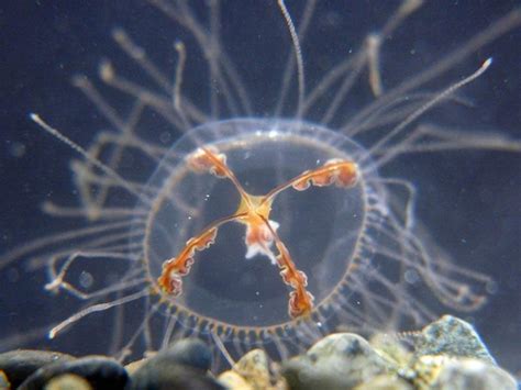 7 Most Dangerous Jellyfish In The Underwater World Pictolic