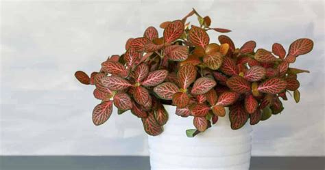 Fittonia Plant Care Learn How To Grow And Propagate Nerve Plants Nerve