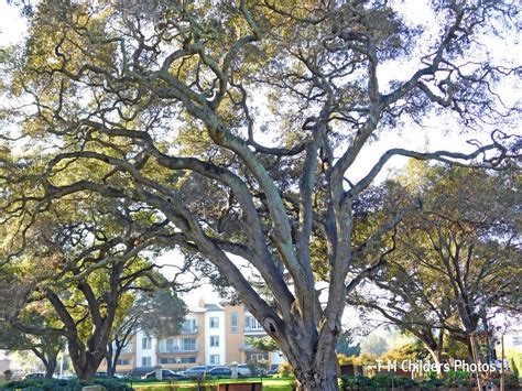 115 blossom cir #a is located in lauriedale, san mateo. San Mateo Japanese Garden | Central Park and Japanese ...