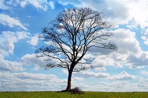 Alone Tree And Blue Sky Free Stock Photo Public Domain Pictures