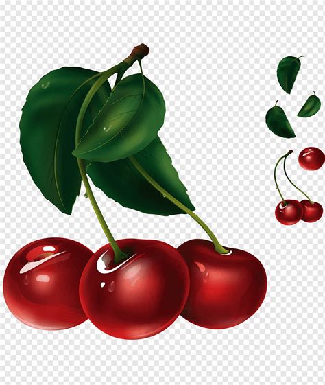 Ilustração de fruta cereja suco folhas de frutas vermelhas cereja