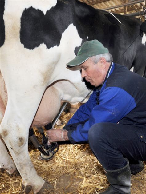 Do Cows Like Being Milked Hand Milking Vs Machine Milking Farmhouse Guide