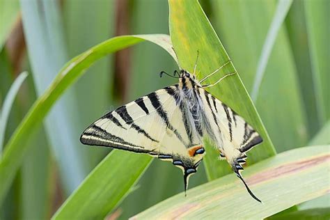 Mariposa Y Hojas Del Swallowtail Del Tigre Imagen De Archivo Imagen