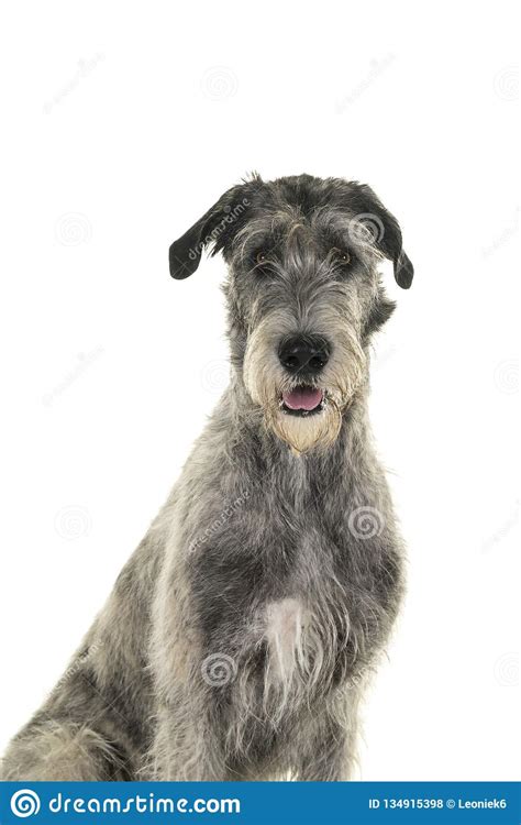 Grey Large Irish Wolfhound Dog Sitting Sideways Looking At Camera