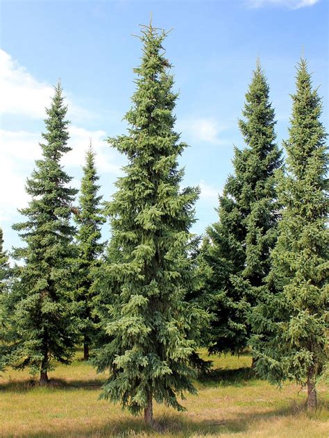 Protect Your Privacy With These 5 Evergreen Trees Evergreen Landscape