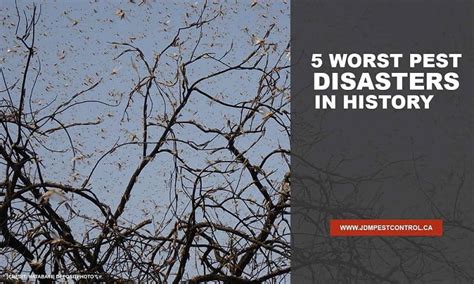 ­ an unexpected error occurred. 5 Worst Pest Disasters in History | JDM Pest Control