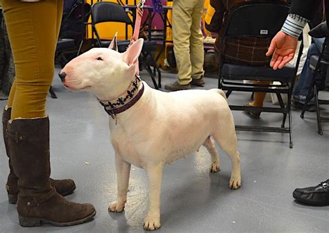 5 Things To Know About Bull Terriers Petful