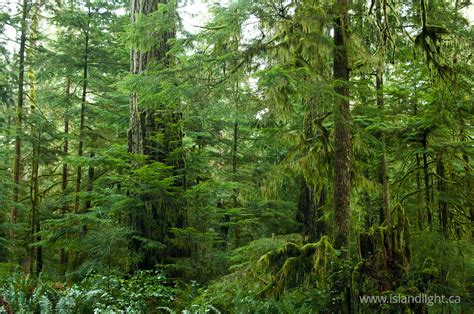 Grandfather Douglas Fir Forest Stockphoto From Cortes Island British