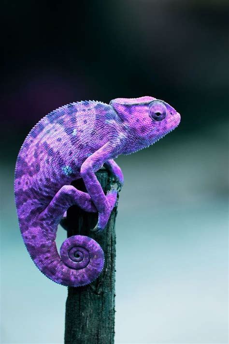 Pin By Vicky Echaide On Purple In 2020 Animals Beautiful Types Of