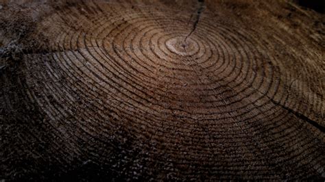 Free Images Wood Texture Leaf Trunk Soil Circle Close Up Tree