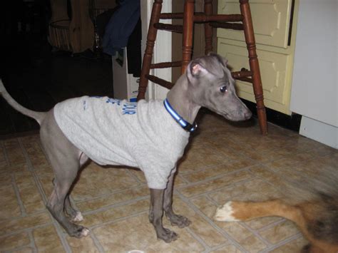 Italian Greyhound Information Dog Breeds At Thepetowners