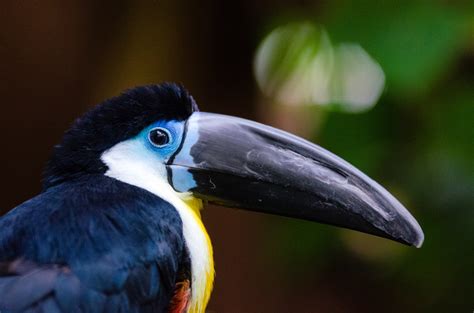4k 10 bit color amazing african birds. Channel Billed Toucan - Ramphastos vitellinus image - Free stock photo - Public Domain photo ...