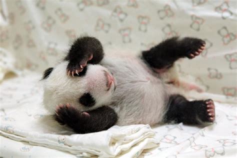 Baby Panda Meets Mom For First Time Earth Earthsky