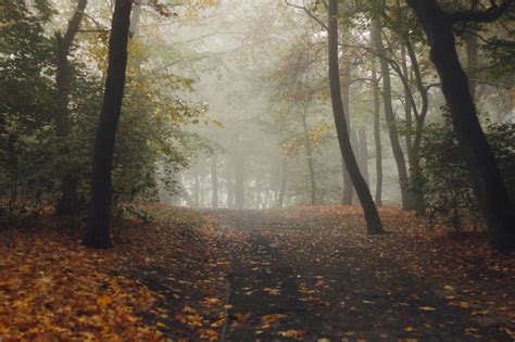 Premium Photo Forest Misty Autumn Morning